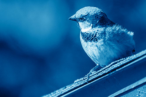 Head Tilting House Sparrow Perched Along Rooftop (Blue Shade)