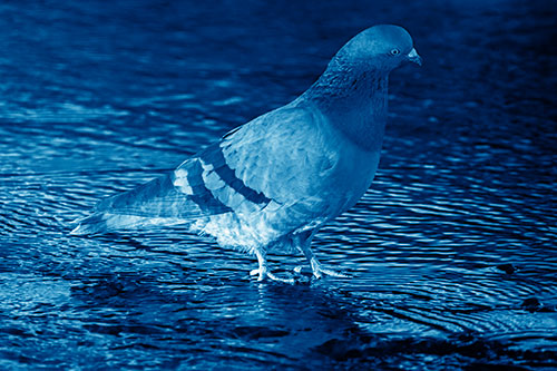 Head Tilting Pigeon Wading Atop River Water (Blue Shade)