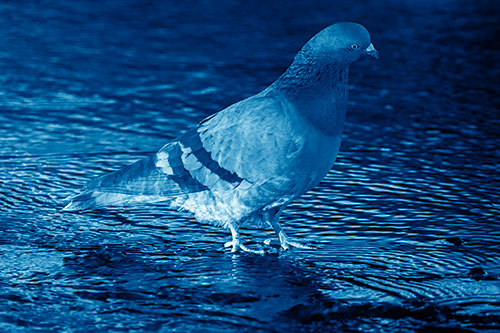 Head Tilting Pigeon Wading Atop River Water (Blue Shade Photo)