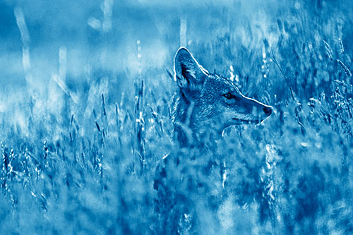 Hidden Coyote Watching Among Feather Reed Grass (Blue Shade Photo)