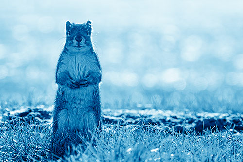 Hind Leg Squirrel Standing Among Grass (Blue Shade Photo)