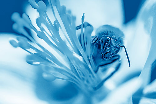 Honey Bee Crawling Among Columbine Flower (Blue Shade)