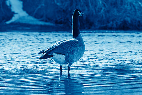 Honking Canadian Goose Standing Among River Water (Blue Shade Photo)