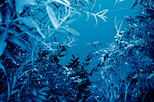 Horde Of Fern Plants Descending Into River Water (Blue Shade)