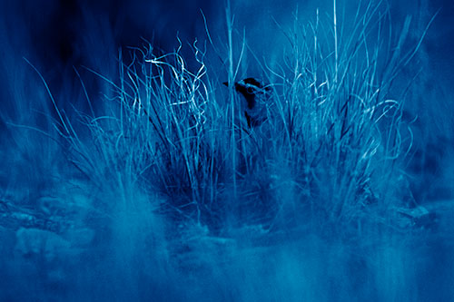 Horned Lark Hiding Among Grass (Blue Shade Photo)