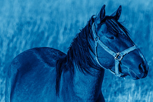 Horse Enjoying Grassy Dinner Meal (Blue Shade Photo)