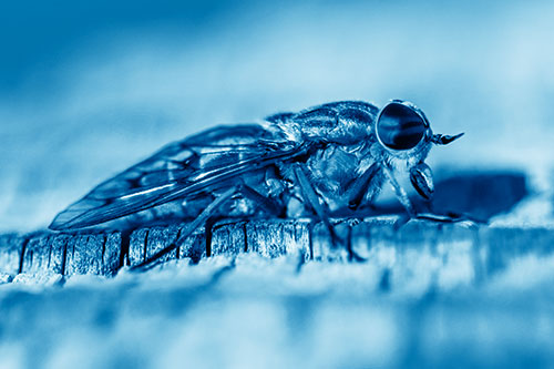 Horse Fly Resting Among Cracked Wood (Blue Shade)