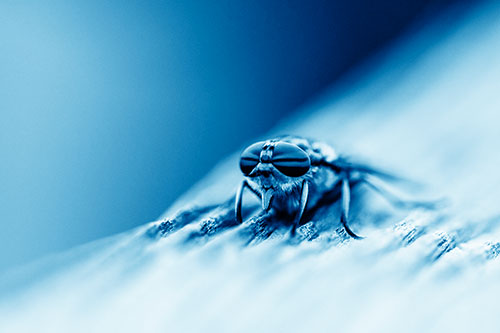 Horse Fly Resting Among Grooved Wood (Blue Shade)