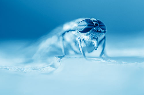 Horse Fly Sticking Tongue Out Among Sunlight (Blue Shade)