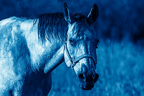 Horse Making Eye Contact (Blue Shade Photo)