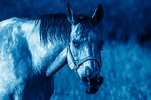 Horse Making Eye Contact (Blue Shade)