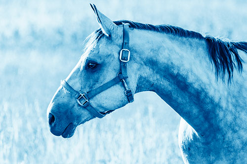 Horse Wearing Bridle Among Sunshine (Blue Shade Photo)