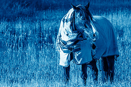 Horse Wearing Coat Atop Wet Grassy Marsh (Blue Shade)