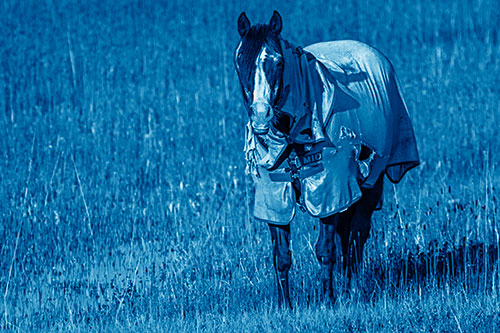 Horse Wearing Coat Standing Along Marsh (Blue Shade Photo)