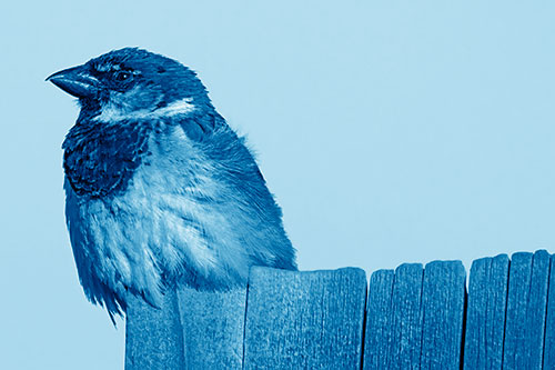 House Sparrow Perched Atop Wooden Post (Blue Shade Photo)