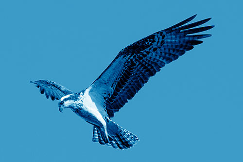 Hovering Osprey Hawk Looking For Fish Below (Blue Shade)