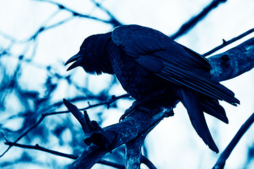 Hunched Over Crow Cawing Atop Tree Branch (Blue Shade Photo)