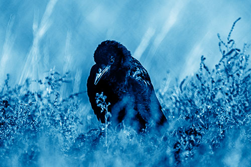 Hunched Over Raven Among Dying Plants (Blue Shade Photo)