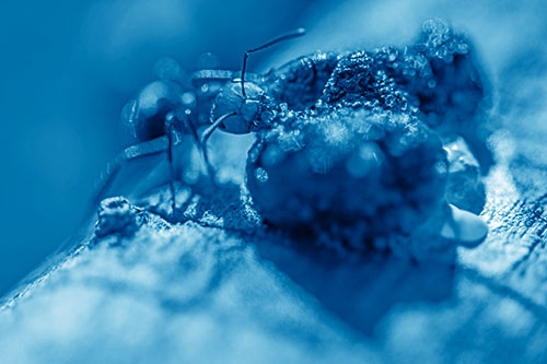 Hungry Carpenter Ant Tears Food Using Mandible Jaws (Blue Shade Photo)