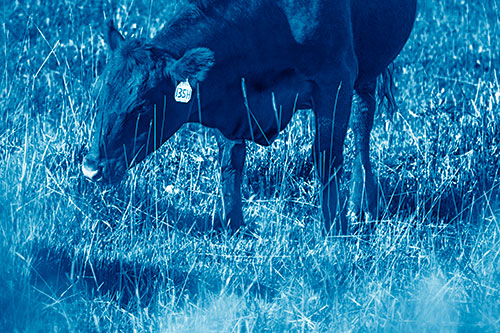 Hungry Cow Enjoying Grassy Meal (Blue Shade Photo)