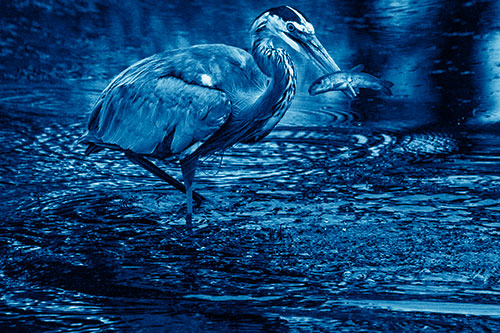 Hungry Great Blue Heron Spears Through Trout Fish (Blue Shade)