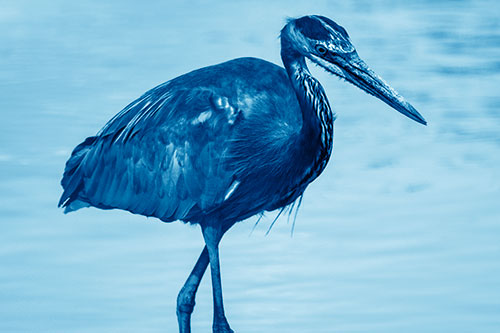 Hungry Great Blue Heron Spots Swimming Fish (Blue Shade)