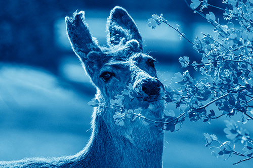Hungry Lone Mule Deer Chewing Tree Leaves (Blue Shade)