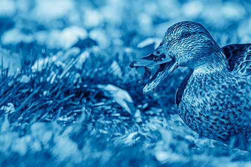 Hungry Mallard Duck Devours Cherry (Blue Shade)