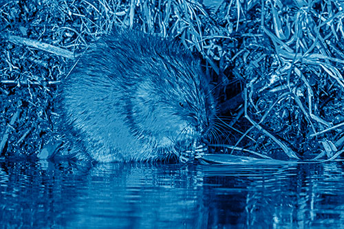 Hungry Muskrat Chews Water Reed Grass Along River Shore (Blue Shade Photo)