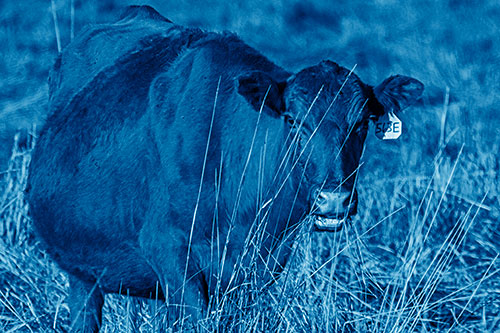 Hungry Open Mouthed Cow Enjoying Hay (Blue Shade Photo)