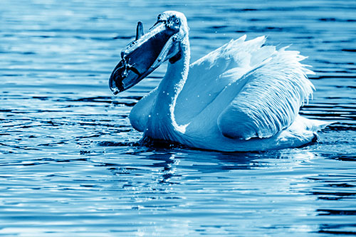 Hungry Pelican Captures Salamander For Breakfast (Blue Shade)
