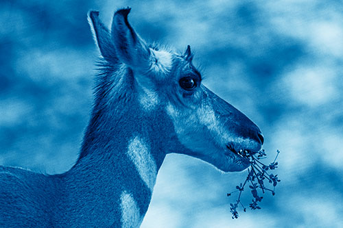 Hungry Pronghorn Gobbles Leafy Plant (Blue Shade Photo)