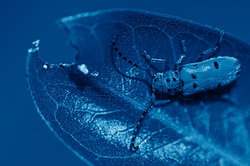 Hungry Red Milkweed Beetle Rests Among Chewed Leaf (Blue Shade Photo)