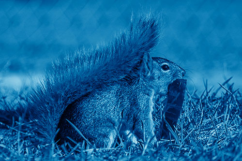 Hungry Squirrel Chews Watermelon Among Grass (Blue Shade)