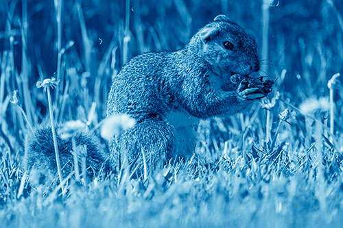 Hungry Squirrel Feasting Among Dandelions (Blue Shade Photo)