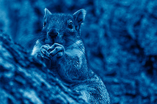 Hungry Squirrel Feasting Among Sloping Tree Branch (Blue Shade Photo)
