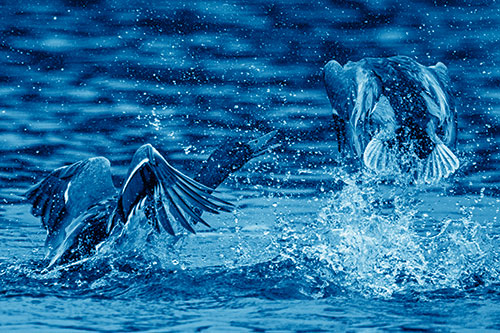 Hyper Water Splashing Mallard Ducks Playing Among Lake (Blue Shade)