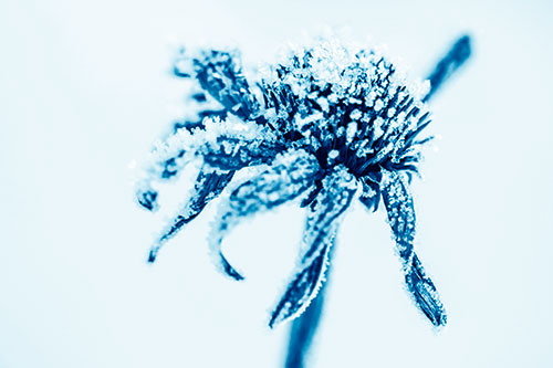 Ice Frost Consumes Dead Frozen Coneflower (Blue Shade Photo)