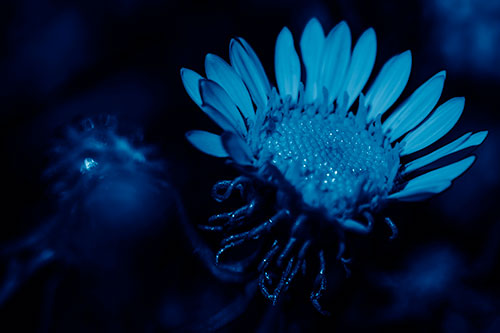 Illuminated Gumplant Flower Surrounded By Darkness (Blue Shade Photo)