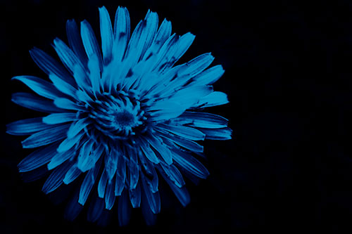 Illuminated Taraxacum Flower In Darkness (Blue Shade Photo)
