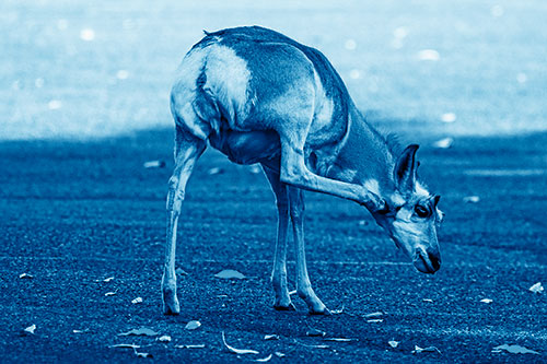 Itchy Pronghorn Scratches Neck Among Autumn Leaves (Blue Shade Photo)
