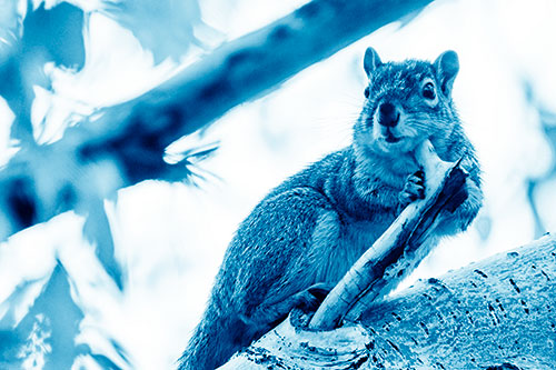 Itchy Squirrel Gets Tree Branch Massage (Blue Shade Photo)