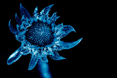 Jagged Tattered Rayless Sunflower (Blue Shade Photo)