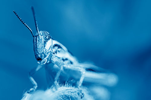 Joyful Grasshopper Standing Among Fuzzy Plant Top (Blue Shade)