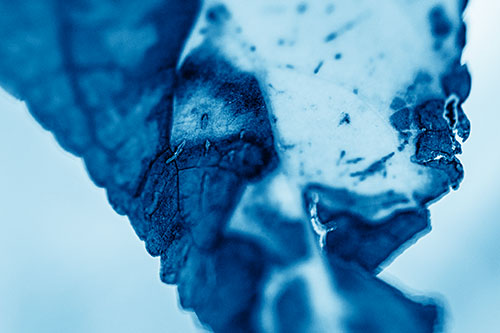 Joyful Rotting Leaf Face Enjoying Autumn (Blue Shade)