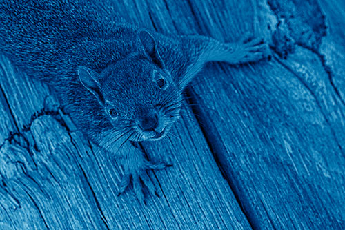 Joyful Squirrel Looking Upwards Among Wooden Pole (Blue Shade)