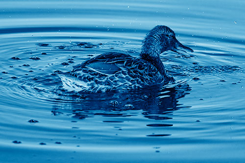 Joyful Water Splashing Mallard Duck Enjoying Calm Lake (Blue Shade)