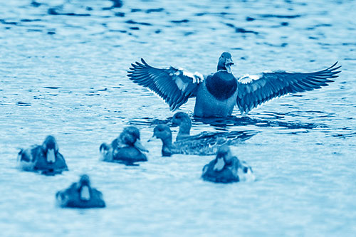 Jump Scaring Wing Flapping Mallard Duck Quacking Atop Lake (Blue Shade)