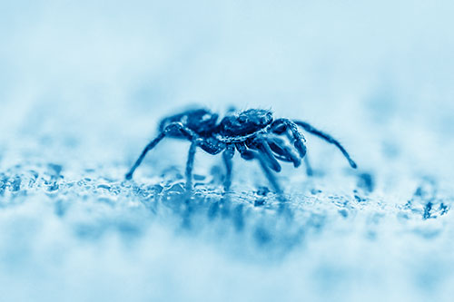Jumping Spider Crawling Along Flat Terrain (Blue Shade)