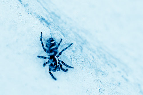 Jumping Spider Crawling Down Wood Surface (Blue Shade Photo)